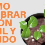 Cultiva limones en tu hogar: aprende a sembrar en tazas