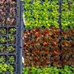 Cultiva maíz en casa: guía paso a paso