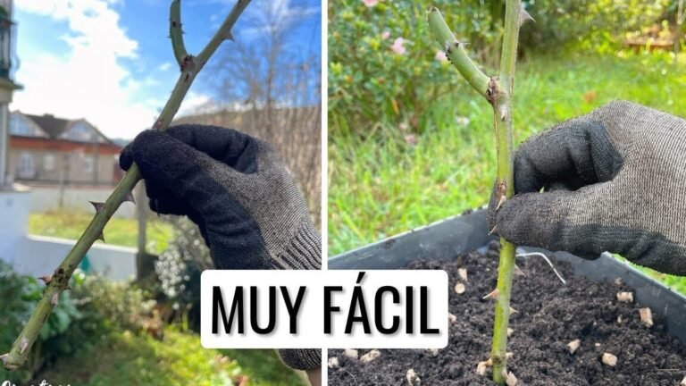 Cultiva malvas con éxito en tu jardín siguiendo estos consejos