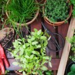Cultiva menta fresca en casa: Guía para macetas