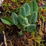 Cultiva orquídeas desde cero: guía para sembrar semillas