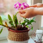 Cultiva orquídeas Phalaenopsis en casa: guía fácil y completa