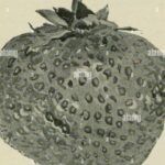 Cultiva papayas en casa: guía práctica y sencilla