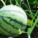 Cultiva pepinos perfectos: guía para sembrar y trasplantar con éxito