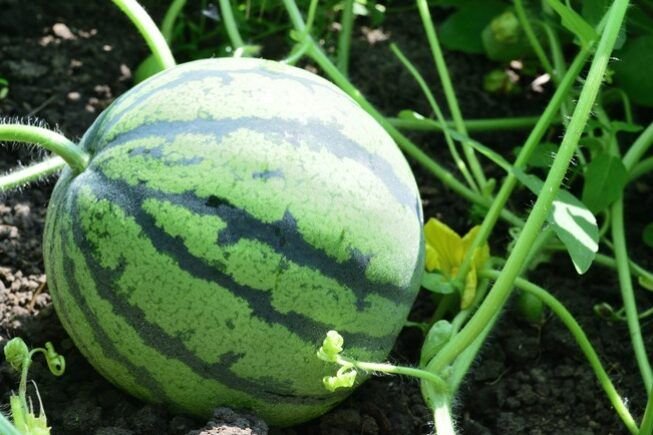 cultiva pepinos perfectos guia para sembrar y trasplantar con exito