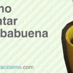 Cultiva perejil en casa: consejos para una cosecha fresca y deliciosa