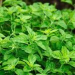 ¡Cultiva perejil en casa sin semilla! Guía fácil y rápida