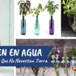 Cultiva perejil fresco en tu hogar: guía de siembra fácil