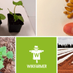 Cultiva petunias desde cero: guía paso a paso