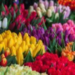 Cultiva petunias fácilmente: guía para esquejes