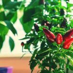 Cultiva pimientos en casa: Guía para plantarlos en macetas