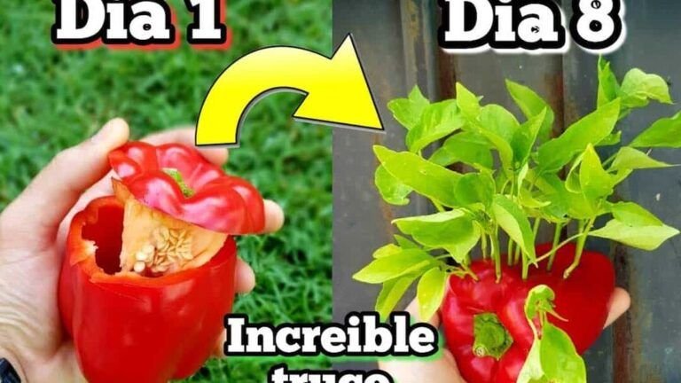 cultiva pimientos rojos en casa aprende como plantar semillas