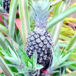 Cultiva piñas tropicales en tu hogar con estos consejos