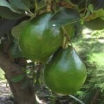 Cultiva pitaya y disfruta de sus deliciosos frutos