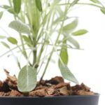 Cultiva plantas acuáticas en macetas: guía práctica