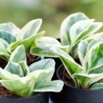 Cultiva plantas medicinales en casa: Guía para macetas