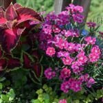 Cultiva rosas de tallo largo: consejos y técnicas