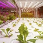 Cultiva sin sol: guía para plantas sin luz solar