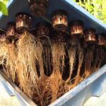 Cultiva sin tierra: guía de aeroponia para cosechar en casa