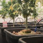 Cultiva sin tierra: Hidroponía NFT para plantas perfectas