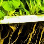 Cultiva sin tierra: productos ideales para hidroponía