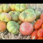 Cultiva tomate rosa de Barbastro: consejos y trucos