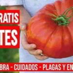 Cultiva tomates cherry en invernadero: guía completa