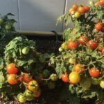 Cultiva tomates cherry en tu huerto: consejos prácticos