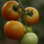 Cultiva tomates en casa: guía paso a paso