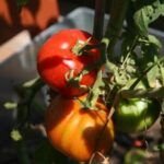 Cultiva tomates frescos todo el año con estos consejos