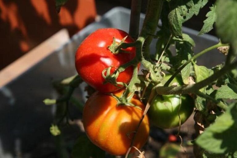 cultiva tomates frescos todo el ano con estos consejos