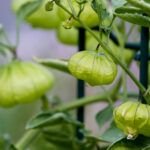 Cultiva tomatillo verde en casa: guía paso a paso