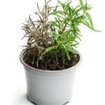 Cultiva tomillo fresco en casa: Guía para cultivar tomillo en maceta