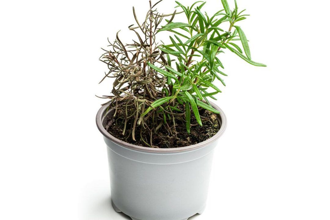 Plantas Aromáticas En Maceta: Romero, Tomillo Y Lavanda - Kit Para Cultivar En Casa