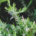 Cultiva tomillo y orégano frescos en casa: ¡descubre cómo!