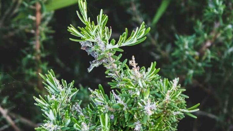 cultiva tomillo y oregano frescos en casa descubre como