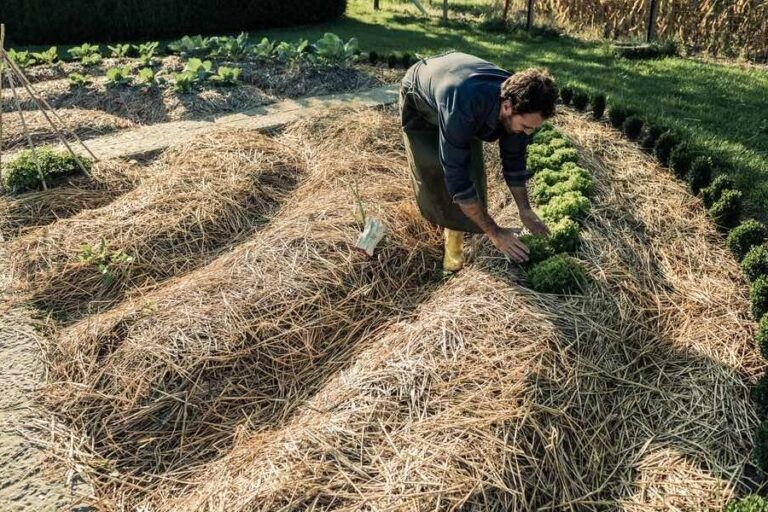 cultiva tu finca con agua aprende como sembrarla