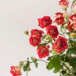 Cultiva tu jardín: aprende cómo plantar un rosal en pocos pasos