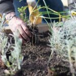 Cultiva tu jardín en septiembre: qué sembrar en el hemisferio sur