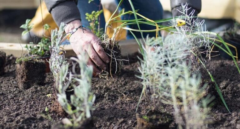 cultiva tu jardin en septiembre que sembrar en el hemisferio sur