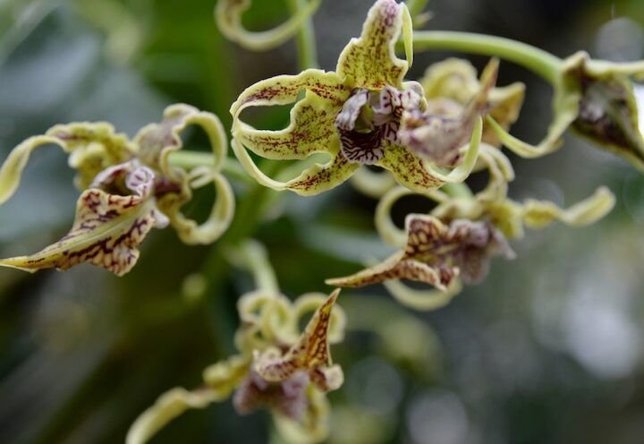 cultiva tu orquidea en agua guia facil y practica
