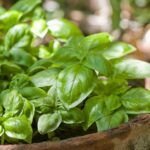 Cultiva tu propia albahaca desde cero: Guía paso a paso