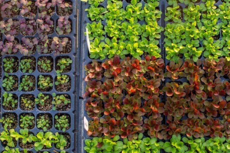 cultiva tu propia albahaca guia para plantarla en casa