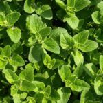 Cultiva tu propia calabaza: Aprende a sembrar semillas en casa