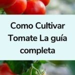 Cultiva tu propia cereza roja en maceta: guía paso a paso