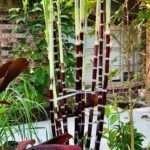 Cultiva tu propia dulzura: Cómo sembrar caña de azúcar