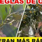 Cultiva tu propia fruta: guía para plantar árboles frutales