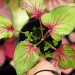 Cultiva tu propia higuera en casa: guía de plantación
