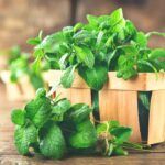 Cultiva tu propia menta en casa: siembra semillas en maceta