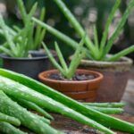 Cultiva tu propia planta de aloe vera en casa: guía paso a paso